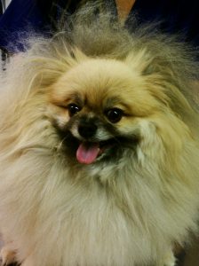 Fuzzy Pom face